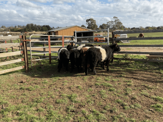 Belted Galloway Steers 2.png