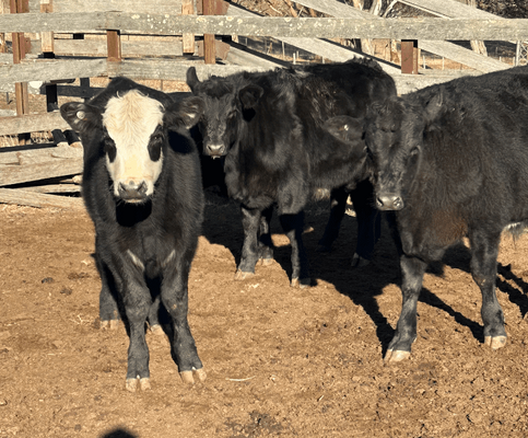 Weaned Steers.png