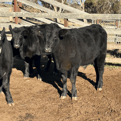 Weaned Steers 2.png