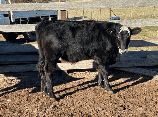 Weaned Steers 6.png