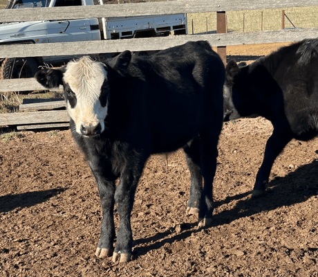 Weaned Steers 5.png