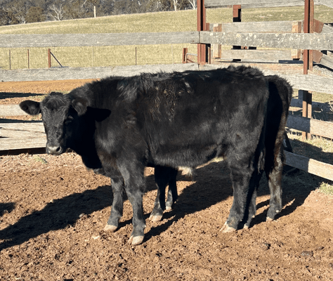 Weaned Steers 4.png