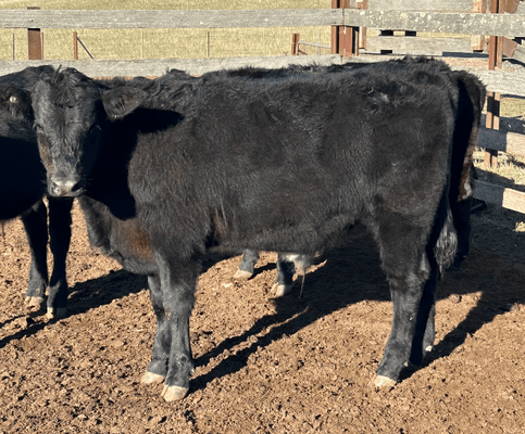 Weaned Steers 3.png