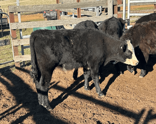 Weaned Steers.png