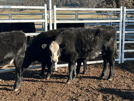 Weaned Steers 2.png
