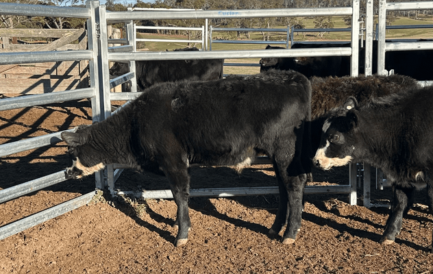 Weaned Steers 4.png