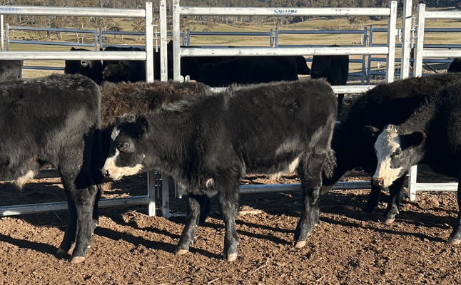 Weaned Steers 3.png