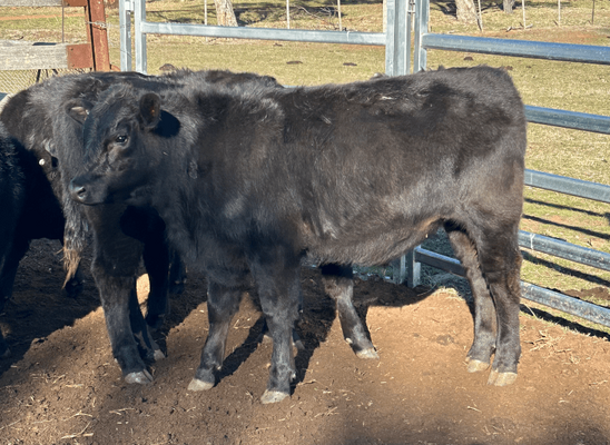 Weaned Steers.png