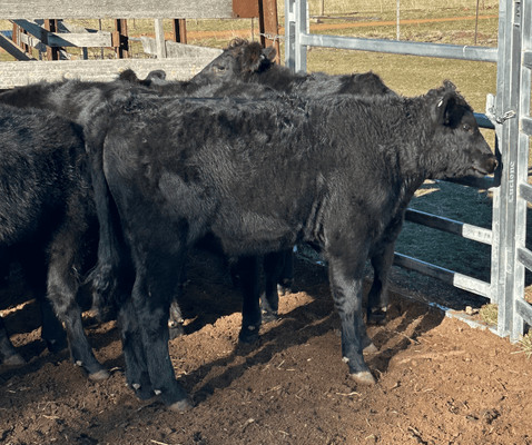 Weaned Steers 2.png
