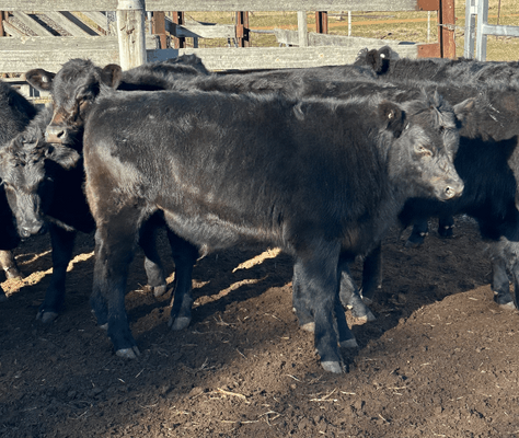 Weaned Steers 7.png
