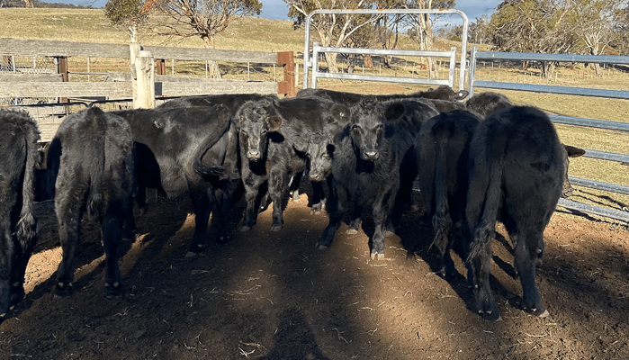 Weaned Steers 6.png