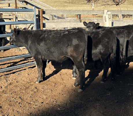Weaned Steers 5.png