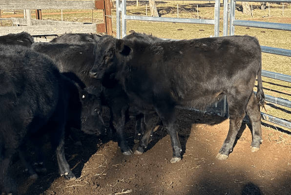 Weaned Steers 4.png