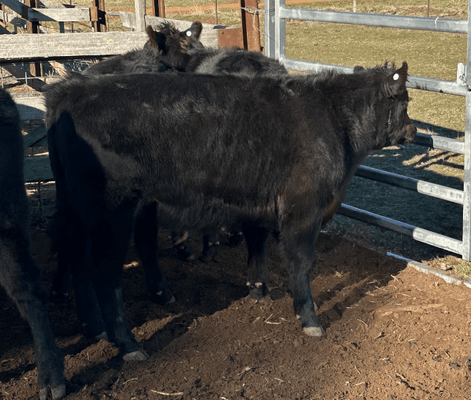 Weaned Steers 3.png