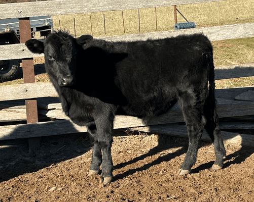 Weaned Steers.png