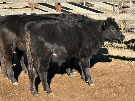 Weaned Steers 2.png