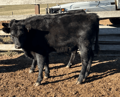 Weaned Steers 5.png