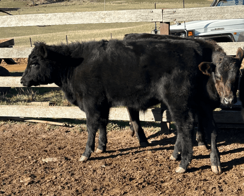 Weaned Steers 4.png