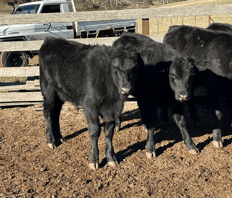 Weaned Steers 3.png