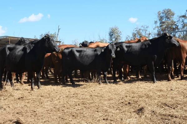 PTIC Cows.png