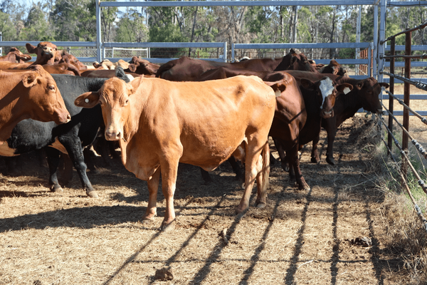 PTIC Cows 2.png