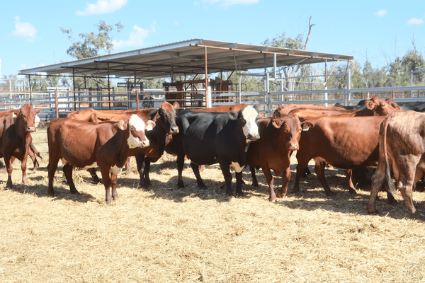 PTIC Cows 14.png