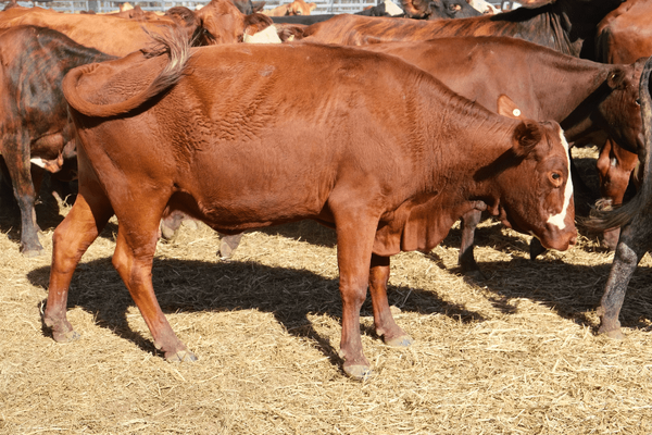 PTIC Cows 13.png