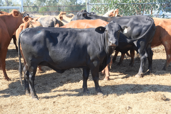 PTIC Cows 12.png