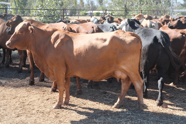 PTIC Cows 11.png