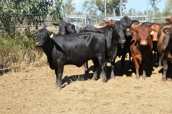 PTIC Cows 10.png