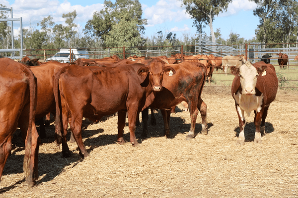PTIC Cows 8.png