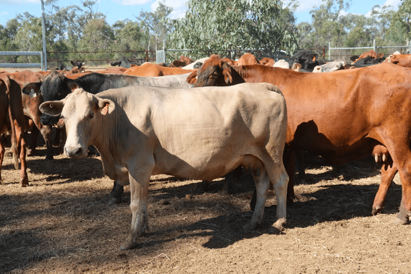 PTIC Cows 7.png