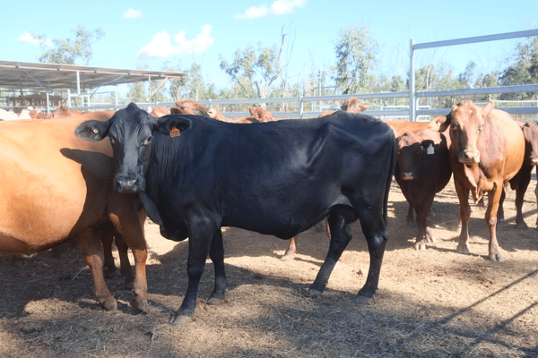 PTIC Cows 6.png
