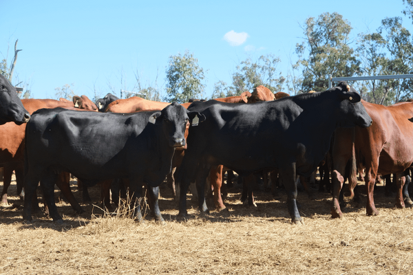 PTIC Cows 5.png