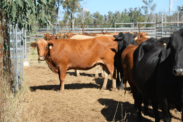 PTIC Cows 4.png
