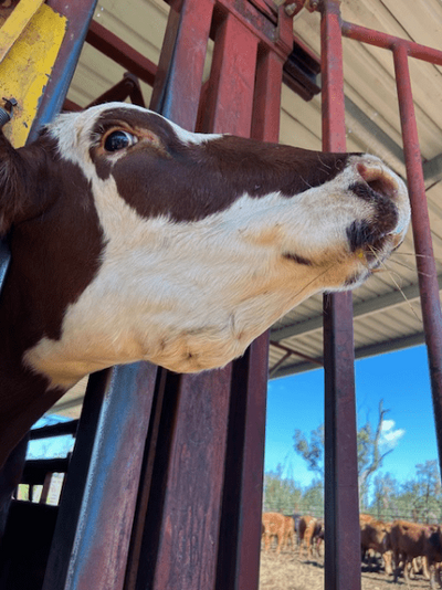 PTIC Cows 19.png