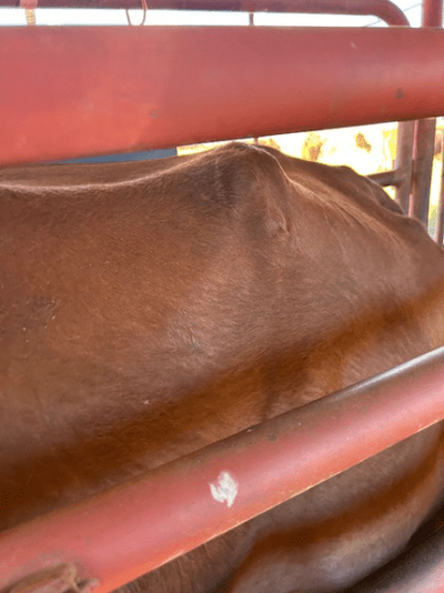 PTIC Cows 18.png