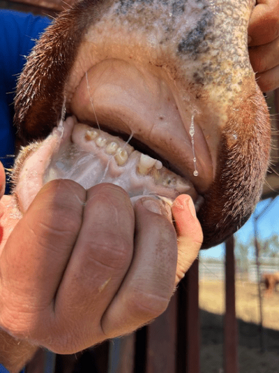 PTIC Cows 16.png