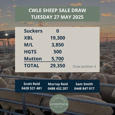 CWLE Forbes Sheep Sale 3.jpg