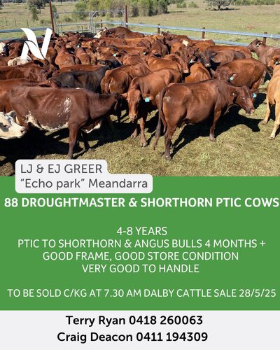 Dalby Cattle Sale 8.jpg