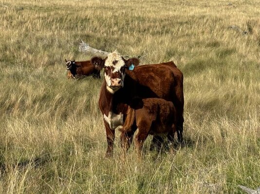  TRLX (Tamworth) Store Cattle Sale 10.jpg