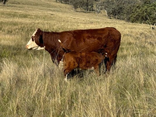  TRLX (Tamworth) Store Cattle Sale 12.jpg