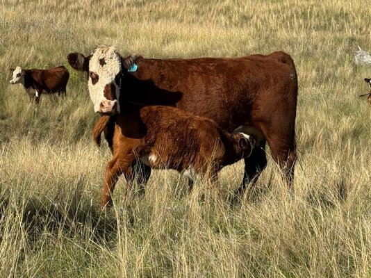  TRLX (Tamworth) Store Cattle Sale 11.jpg