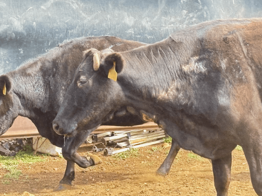 Wagyu PTIC 15.png