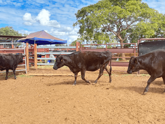 Wagyu PTIC 14.png
