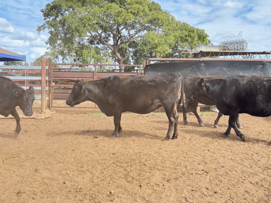 Wagyu PTIC 13.png