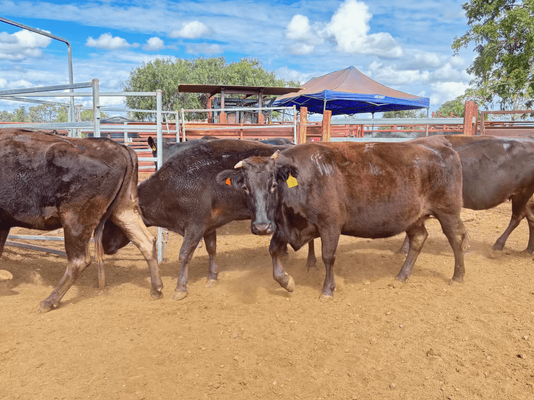 Wagyu PTIC 12.png