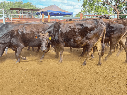 Wagyu PTIC 11.png