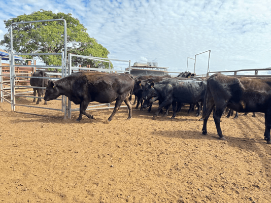 Wagyu PTIC 10.png