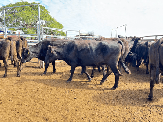 Wagyu PTIC 9.png